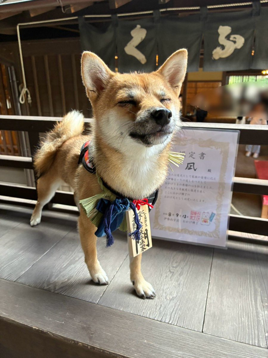 mame_suinagi's tweet photo. 【速報】 うちの犬、伊勢参りを任される。🐕⛩️
おかげ横丁でおかげ犬体験してきました。
認定書まで発行されて、もう完全に伊勢の使者。
2人とも満更でもなさそうなのがじわじわくる😂
「飼い主の願い、全部持ってきました。」
……顔が強い🤣
#おかげ犬 
#おかげ横丁
#柴犬 
#犬好きさんと繋がりたい https://t.co/VFJlVheZFC