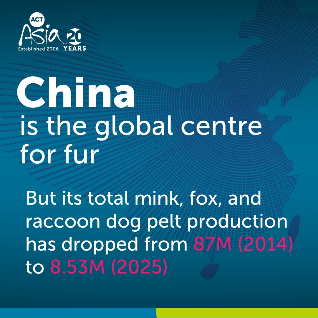 Tweet_ACTAsia's tweet photo. ACTAsia's Fur Report Update 2024/2025 is due this week
This latest report into China’s fur industry highlights how awareness around fur farming has heightened and how that affects the fur industry

The update will be published on 17th September
#EducationIsUrgent 
#EndFurCruelty https://t.co/mrSIfgKw8o