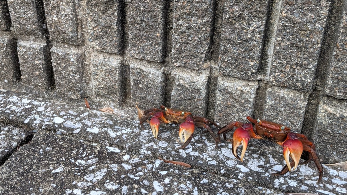 NAC78900's tweet photo. カニさん夫婦🦀🦀朝つらかったけどこの子たち見て元気でたよ☺ https://t.co/YnXuThm7EV