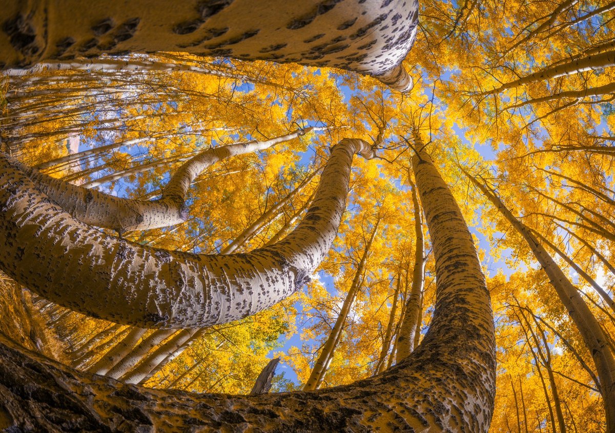 albertdrosphoto's tweet photo. Crazy perspectives of trees in Colorado during the autumn season. https://t.co/YxsfhMkFb5