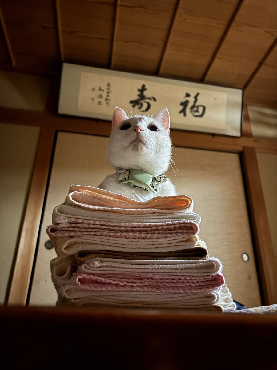 c_tsx's tweet photo. なんで洗濯物に乗っといて偉そうなん https://t.co/snQuDwiLQb