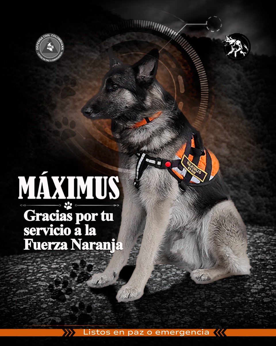 DefensaCivilCo's tweet photo. Hoy despedimos a Máximus, verdadero héroe de 4 patas del equipo K9 de la @DefensaCivilCo 🧡 Tras 12 años de servicio y misiones desde #Salgar hasta el terremoto de #Turquía, cruzó el puente del arcoíris.Gracias por tanto, Máximus. #ListosEnPazOEmergencia🐾🇨🇴 https://t.co/yYYLXkxQG0