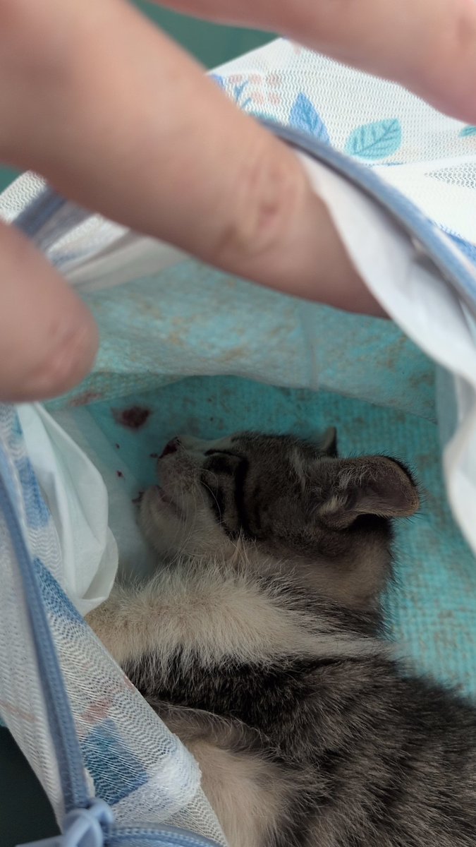 Very_Belly37's tweet photo. 今日PM3：45ぐらいに国道でジタバタしている子猫を保護した！
迷わず抱き上げ抱けたら
、鼻血ブー&amp;下痢ッピちゃんだったけどなりふり構ってらんないよね。

すぐに病院連れて行ったらやっぱり交通事故だって。
この子は私の子供として引き取ります‼️
今22:22笑
どうもNNNにロックオンされてるな🤣 https://t.co/ryp3XB6eRs