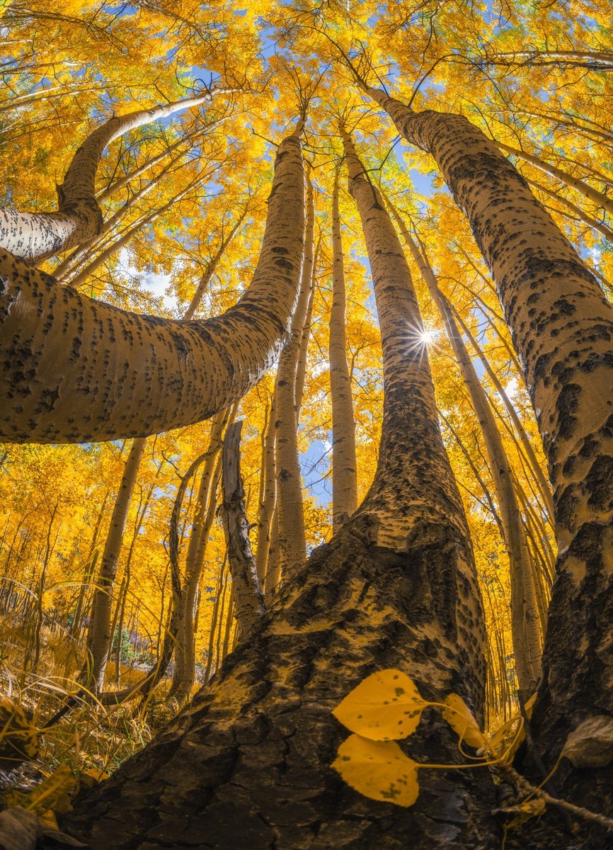 albertdrosphoto's tweet photo. Crazy perspectives of trees in Colorado during the autumn season. https://t.co/YxsfhMkFb5