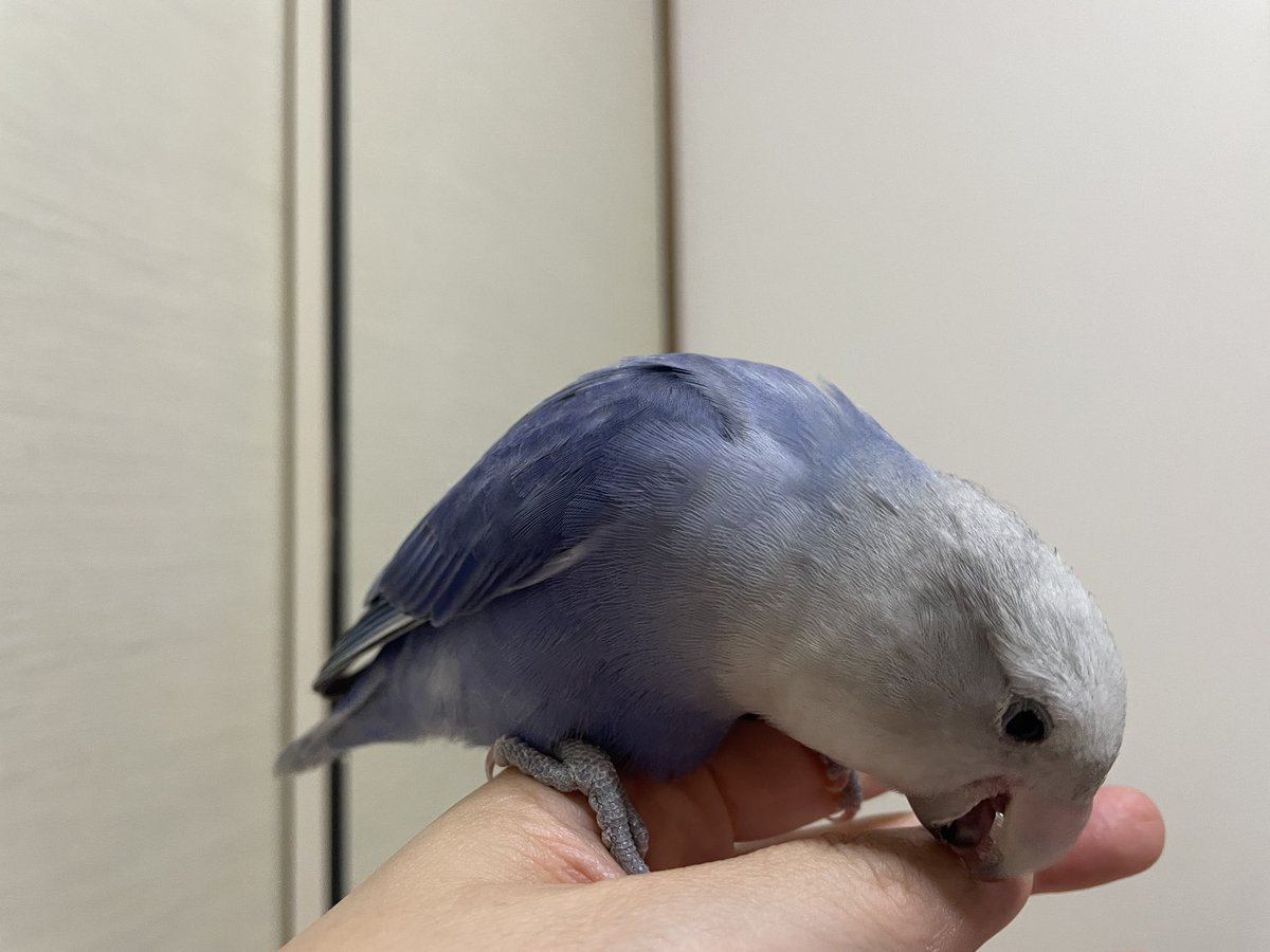 swallowmeri's tweet photo. なっちゃんのライバル
ゲストコザクラのラズさん
ママは渡さないわ‼️
#セキセイインコ
#コザクラインコ https://t.co/bGNg1W7xyI