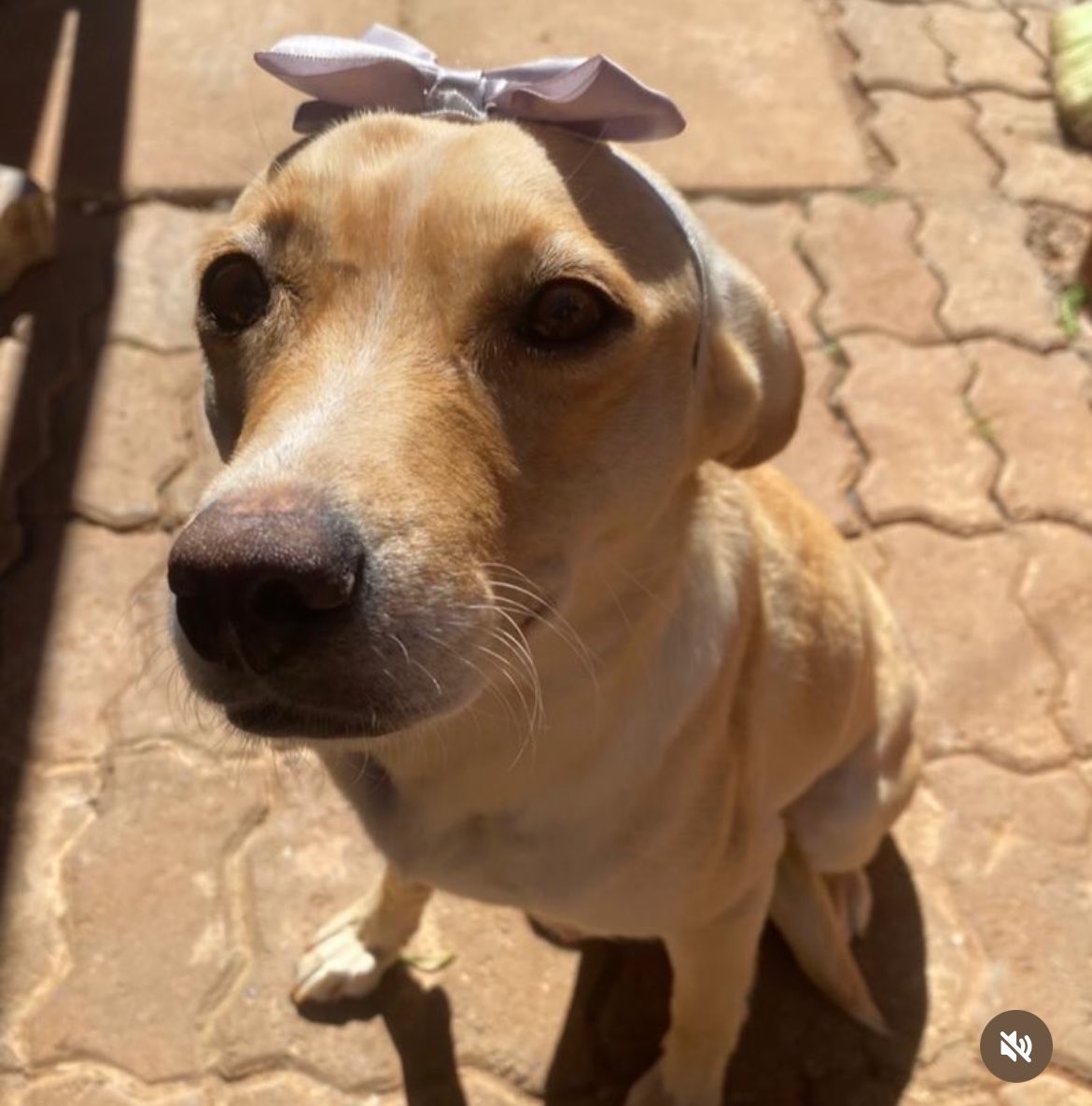 BlanquitaMontt's tweet photo. Para los últimos temporales rescatamos varias perritas; Prim llegó preñada y  parió 6 cachorritos los que ya encontraron hogar. Solo falta ella. Perrita tranquila, tamaño mediado y muy humilde. Ayúdenos a difundir, a fin de mes termina su hogar temporal +56984950042 #valparaiso https://t.co/uVdoCcFWKQ