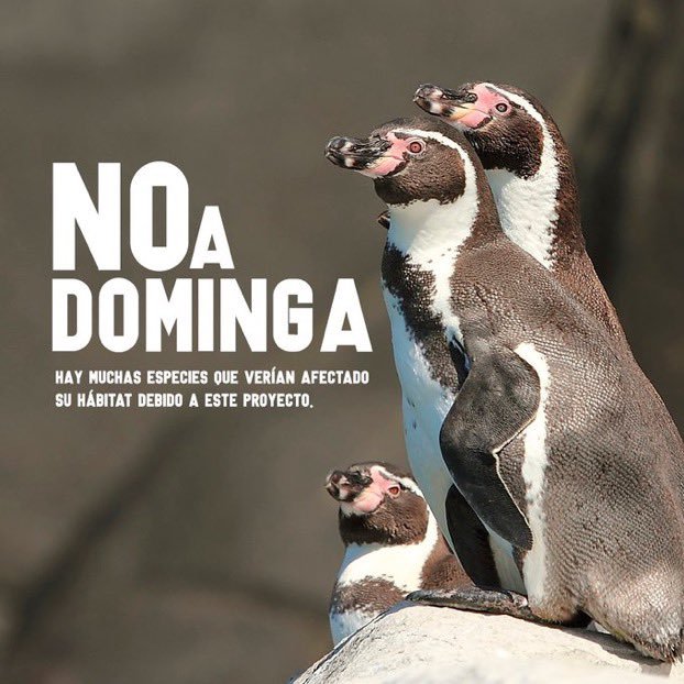 Academica2021's tweet photo. Gobierno ECOCIDA
#NoADominga https://t.co/YXD7iKaNZe
