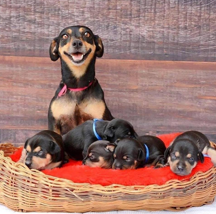 BestinDogs's tweet photo. On a scale from 1 - 10 how beautiful is this photo?🙏🐾💞🐶 https://t.co/zZYHcN6mPX
