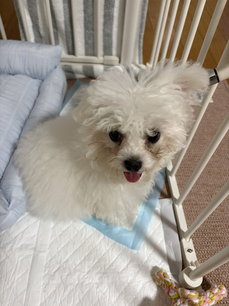 y_tocchii's tweet photo. 今日新しい家族を迎えました。
ビションフリーゼのルイくん。
４ヶ月の男の子。
誕生日が私と一緒なんです。
かわいい、癒されます。
#ビションフリーゼ https://t.co/uUGgTxujHT