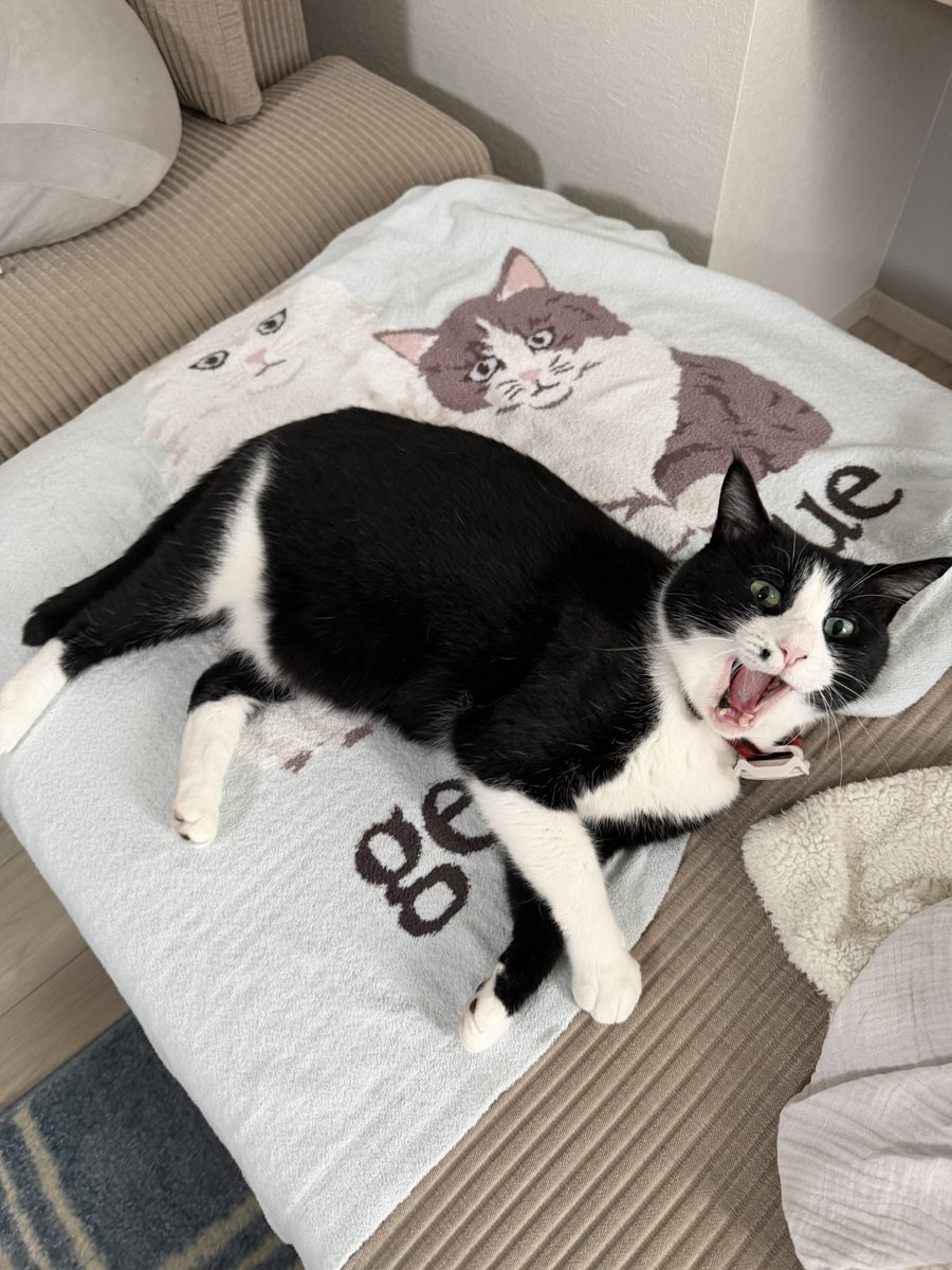 teiiiiiiiii's tweet photo. 社長のためにつけた猫用ドアは一度も使えてない😹😹😹使い方を覚えない😓 https://t.co/HKD6I4VQHx
