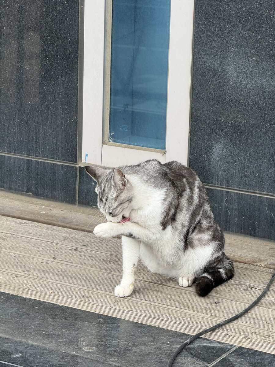 4everever___'s tweet photo. 아 맞다
소동물 보면 나눠야 한다고 배웠어요 😻 https://t.co/PaVC1sNBPk