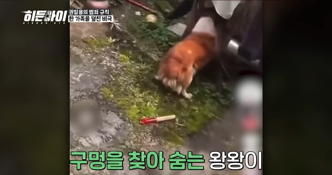 justice4wangwan's tweet photo. Today, the story of WangWang and her puppies was featured on MBC every1’s Hidden Eye in South Korea.

The panelists were left almost speechless after learning about what happened.

> “This is the most shocking animal abuse footage I’ve ever seen.”

“I’ve never seen anything this horrifying before…”

“Not a human, but a devil.”

Some of the panelists were in tears and could barely bring themselves to look at the screen.

But what felt especially meaningful about today’s broadcast was that the discussion did not end with shock and anger.

They spoke about the seriousness of animal cruelty as a crime, the potential dangers associated with such acts, and the international attention that WangWang’s death has drawn—as well as the need for stronger laws and systems to protect animals.

This is exactly why we continue to speak up and keep the memory of WangWang and her puppies alive.

We do not want their story to become just another horrific case of animal cruelty that is eventually forgotten.

We want their tragedy to lead to real change, so that there will never be another WangWang.

People in South Korea and around the world are continuing to share WangWang’s story and raise their voices.

For some viewers, today’s broadcast may have been the first time they learned about WangWang.

Please remember WangWang and her three puppies.

And please raise your voice for the countless animals who are still here—and whom we still have a chance to protect.

As long as people continue to care, the possibility of change remains alive.

The broadcast clip is now available on YouTube as well. If you can, please watch, like, and leave a comment so that WangWang’s story can reach even more people. 💜

Justice for WangWang and her puppies.