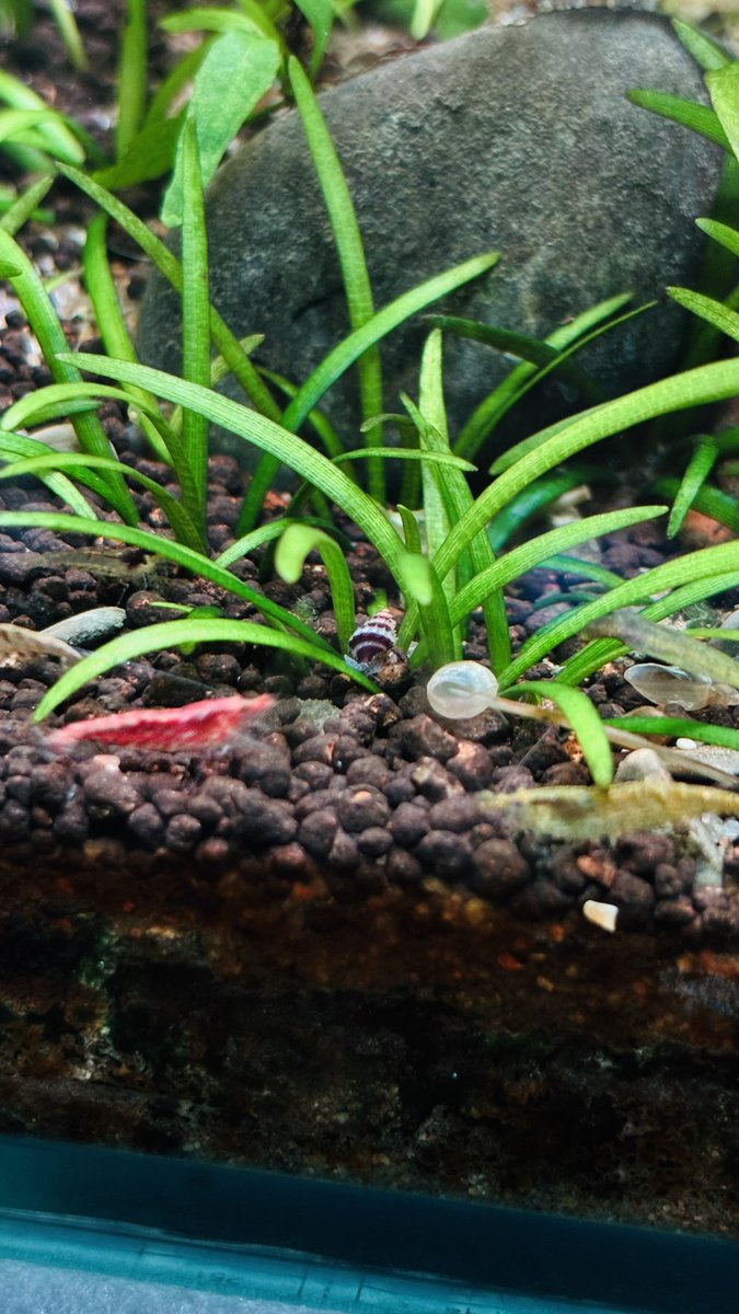iamaquadreamer's tweet photo. Added a few Assassin Snails a few weeks ago… 🐌
Came back to 50+ babies! 😳🔥 https://t.co/yHLPTIH8ZJ