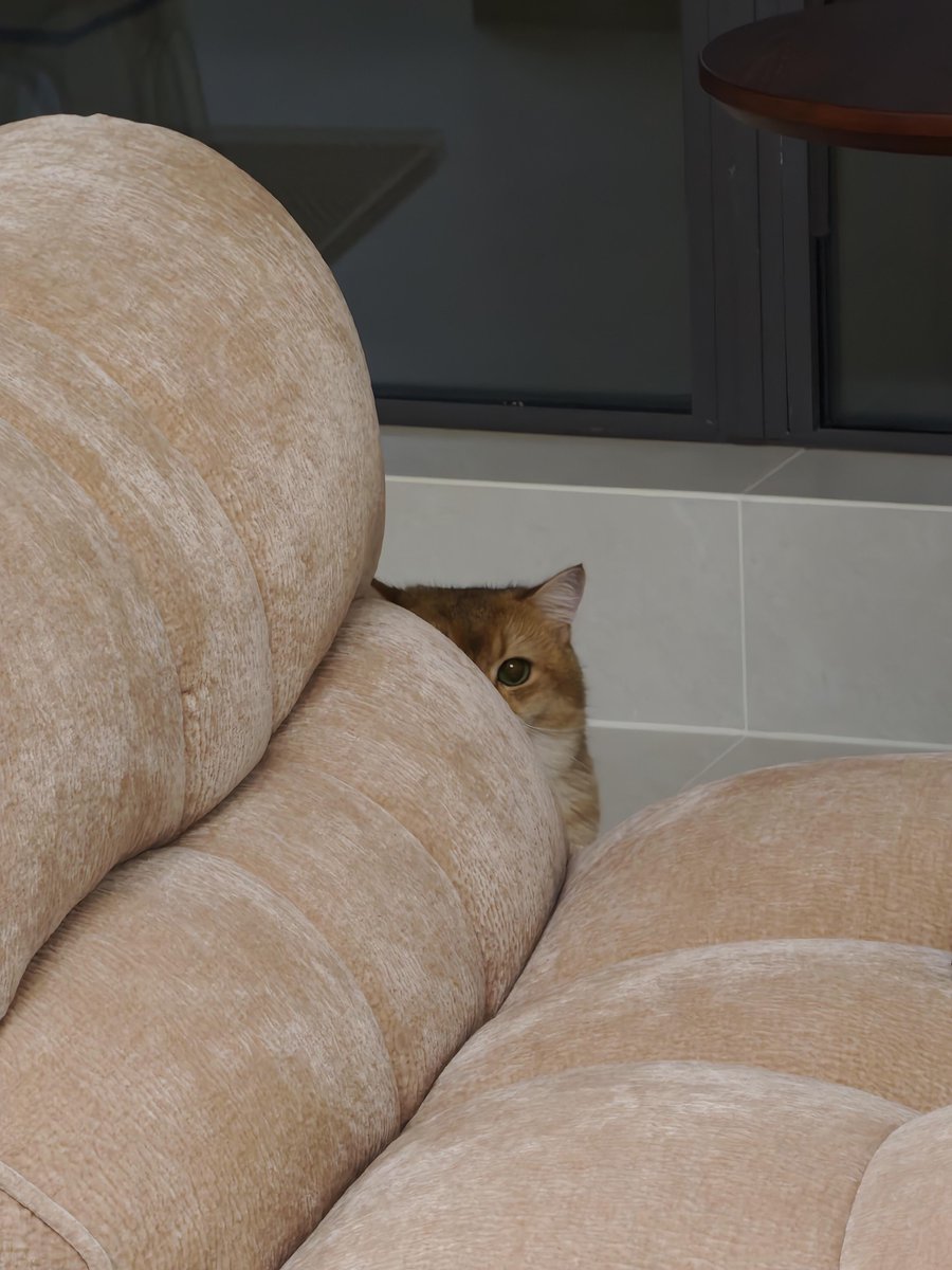 nocontextscats's tweet photo. I see you https://t.co/OcK1sFa9TR
