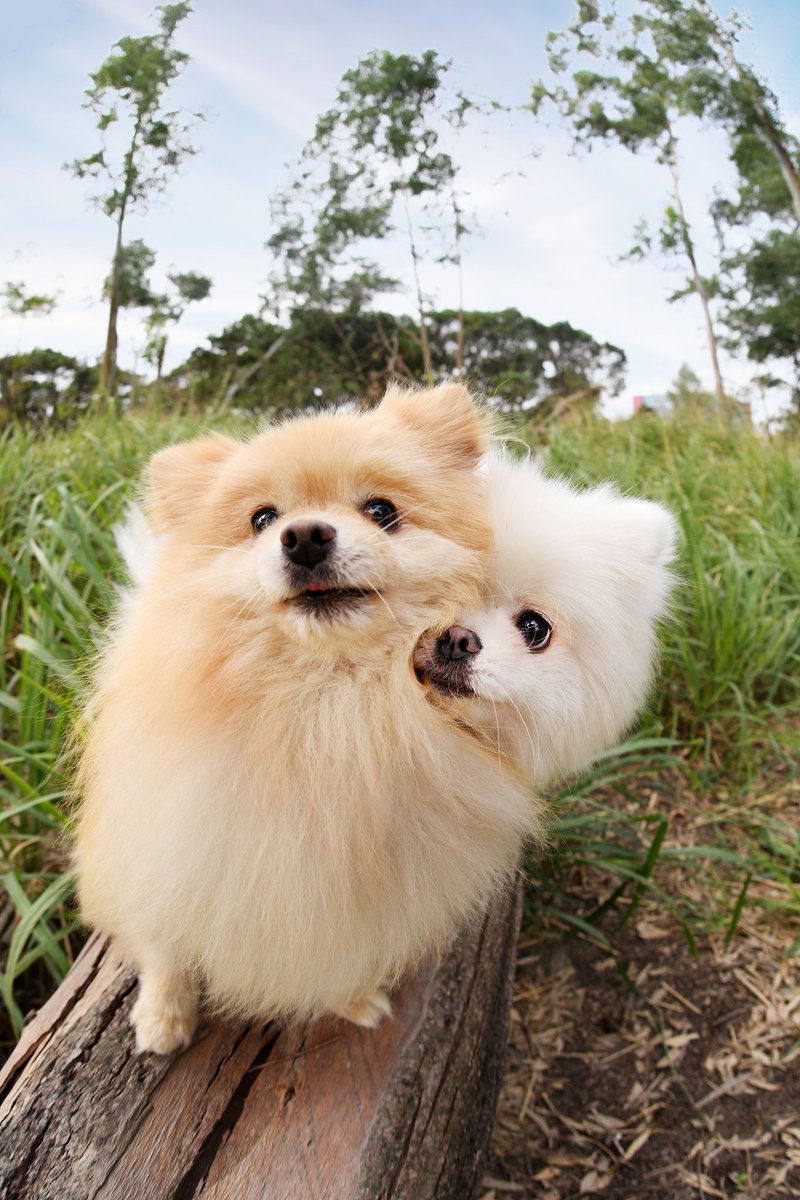 GarthAures's tweet photo. My fluffy pup just hit his 6-month milestone! From a wobbly little ball of fur to a zooming bundle of joy—every growth leap is my favorite adventure.  #PetGrowth #PuppyLove https://t.co/BfFzY1fq2B
