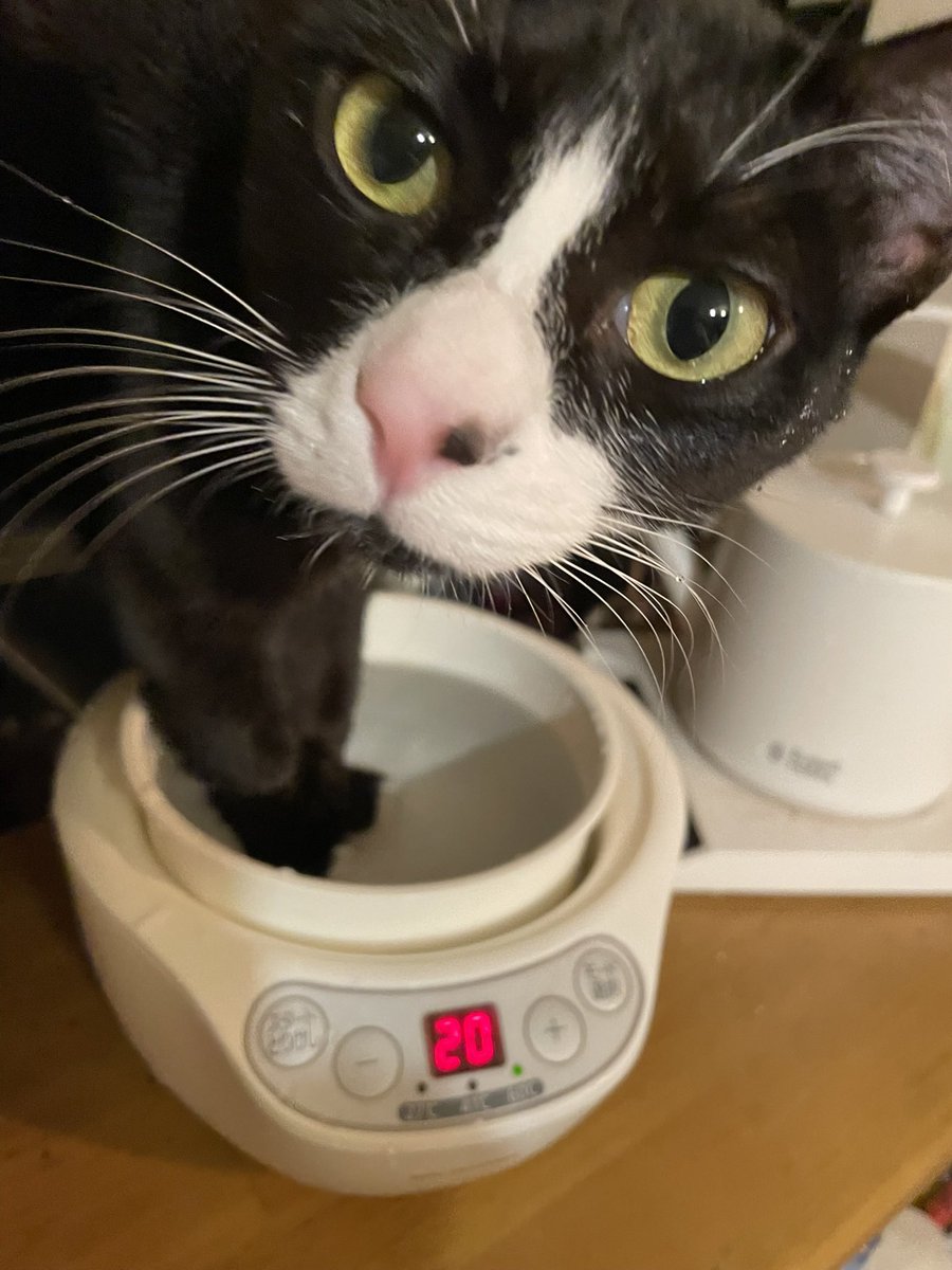chikuchiku_1221's tweet photo. これは保温された暖かい飲み水で足湯をしている猫です🤣
この後ビショビショになった足で走り回りました😭 https://t.co/sRv6XsnyLR