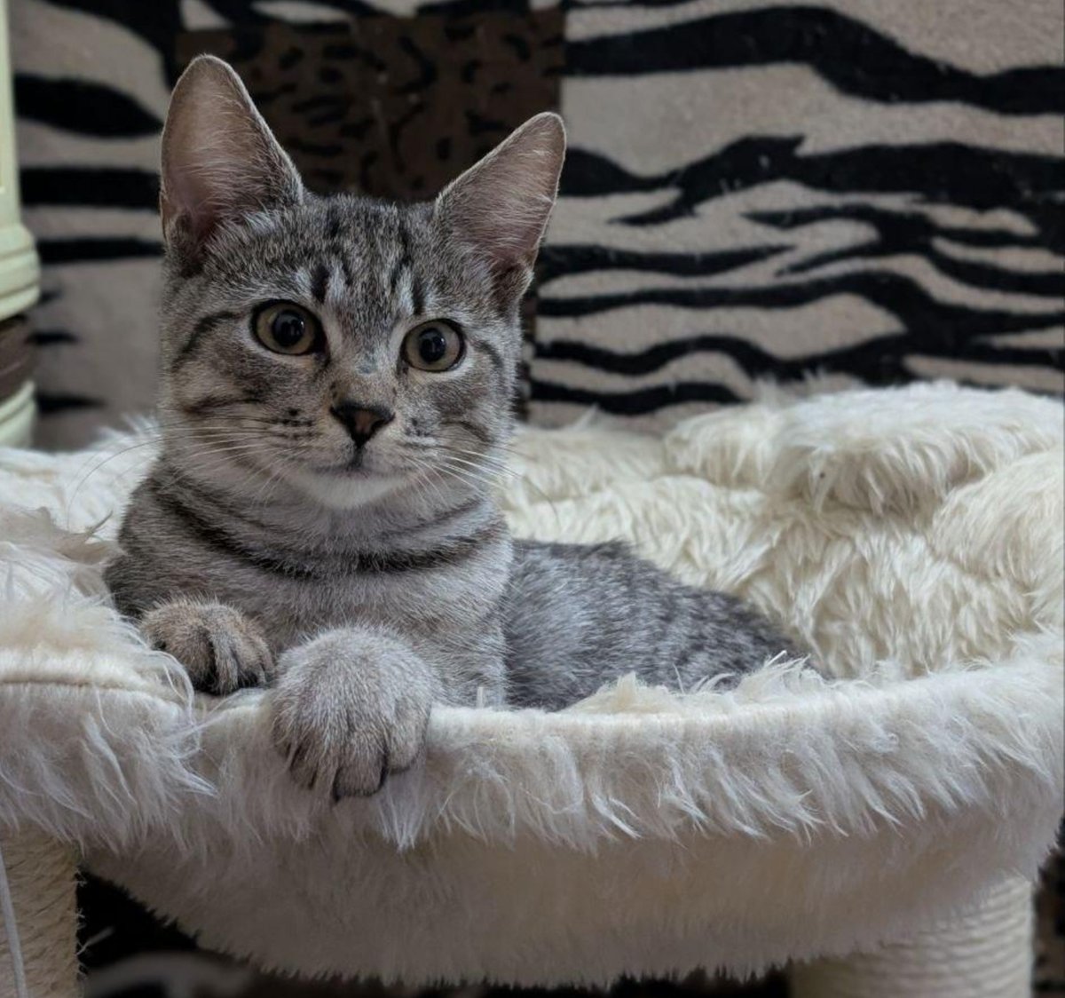 Charlishka's tweet photo. Знайомтеся — це неймовірно милий смугастик 🥹💙
Йому орієнтовно 5 місяців.
Котик був врятований з вулиці й тепер дуже хоче дізнатися, що таке справжній дім, турбота та любов. 🏡❤️

✨ Вакцинований
✨ Знає лоточок
✨ Милий, лагідний і дуже симпатичний
✨ Красивий

0669272759 Ольга https://t.co/jndWsf66H0