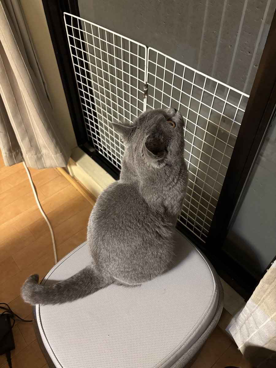 bessiegomame's tweet photo. 網戸で休憩中のバッタに夢中。
この後飛びかかって爪が引っかかって網戸が…。
#ねこがいる生活 #猫好きさんと繋がりたい #CatsOnX #gatos #シャルトリュー #ごま https://t.co/m145UTWz4w