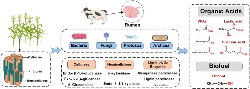 BioDesignR's tweet photo. Rumen microbes are natural lignocellulose specialists. This review maps their degradation mechanisms and metabolic routes toward high-value chemical production. #BioDesignResearch #Lignocellulose #MicrobialBiotechnology
Details: https://t.co/tKyF8NKsuH https://t.co/JnOVlFMLIP