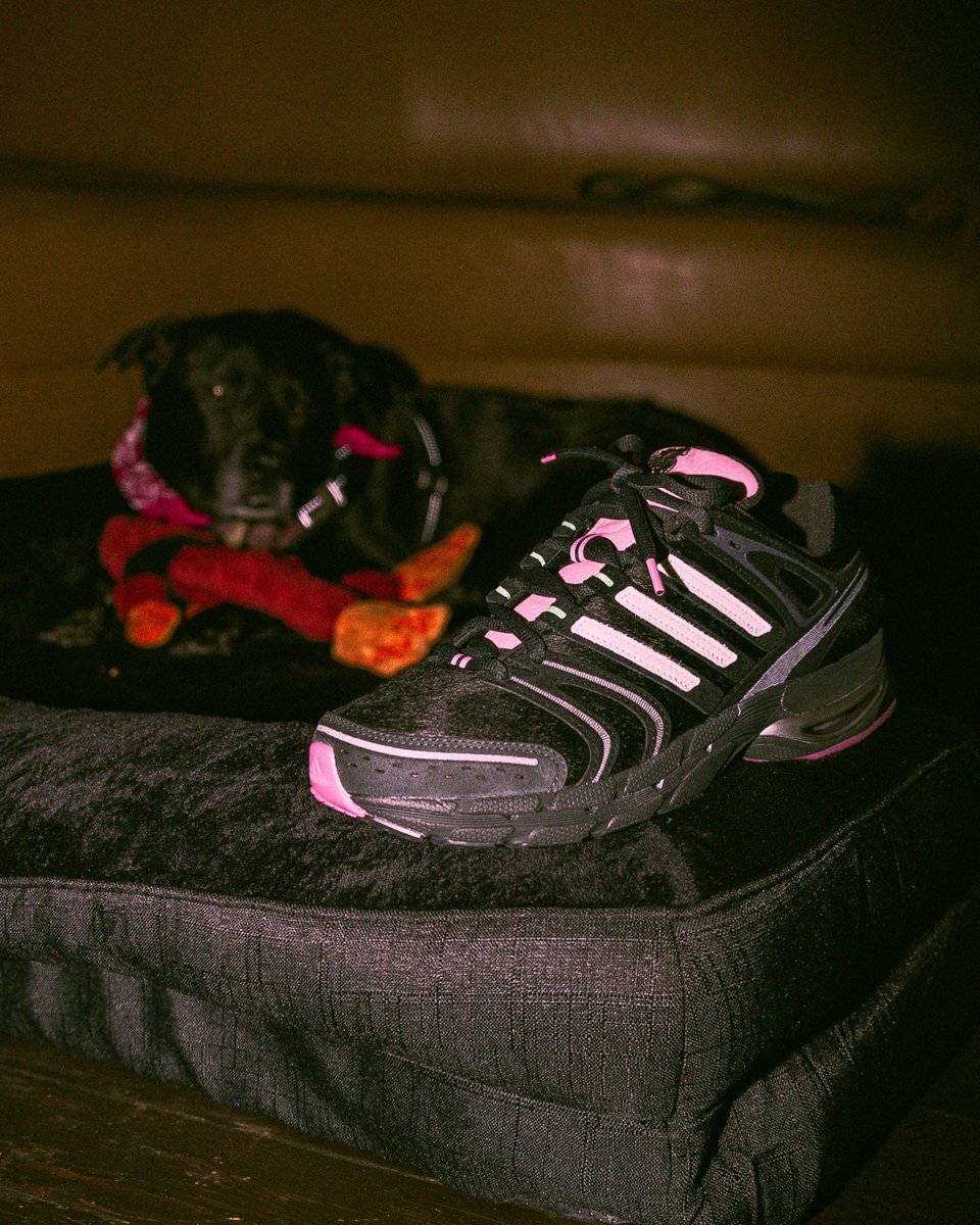 ModernNotoriety's tweet photo. FIRST LOOK: UNheardof x adidas Adistar Control 5 Doggy Runner 🐾

🗓️ December 2026 https://t.co/Ds6g05QfJO