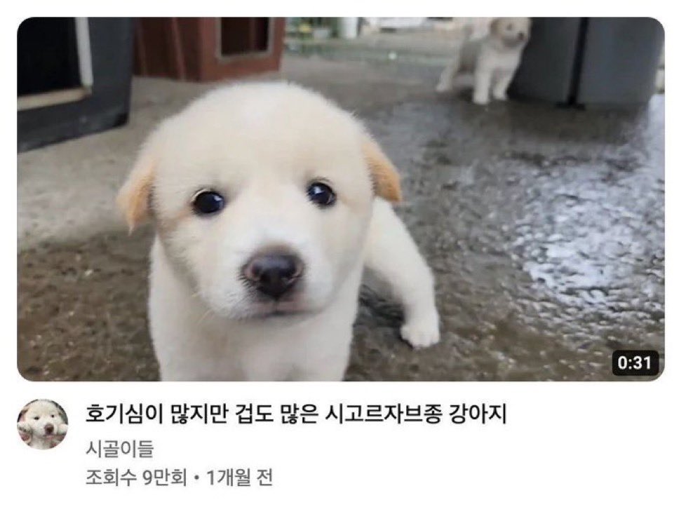 httpsarangcom's tweet photo. @CYDE1iC_R0s1 로지 https://t.co/9UhYrqmFG2