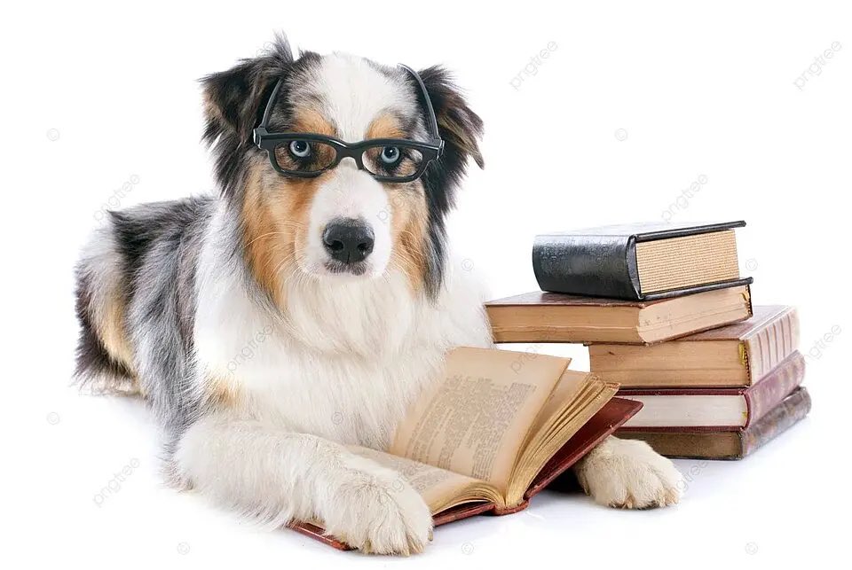 FatassDogAvery's tweet photo. Don’t bother me! I am studying for the exam! https://t.co/KQjIlC6hpt