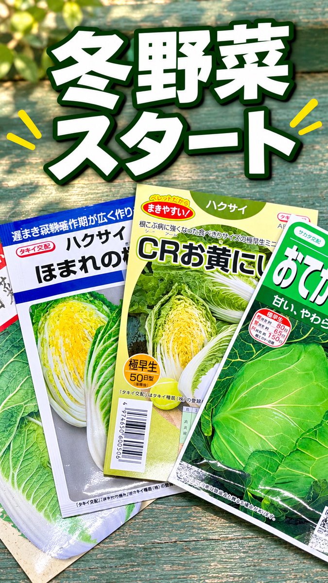sudako831's tweet photo. 白菜とキャベツの種まき、本日完了です🥬
うちの家庭菜園、今年も冬野菜がスタートです🌱
冬になったらおこたで囲む白菜鍋、キャベツはお好み焼きに…
想像するだけでワクワクします✨
今日の様子はYouTubeにも動画をアップしました！
また成長の記録、少しずつ共有していきますね😊 https://t.co/3QUPDusCq6
