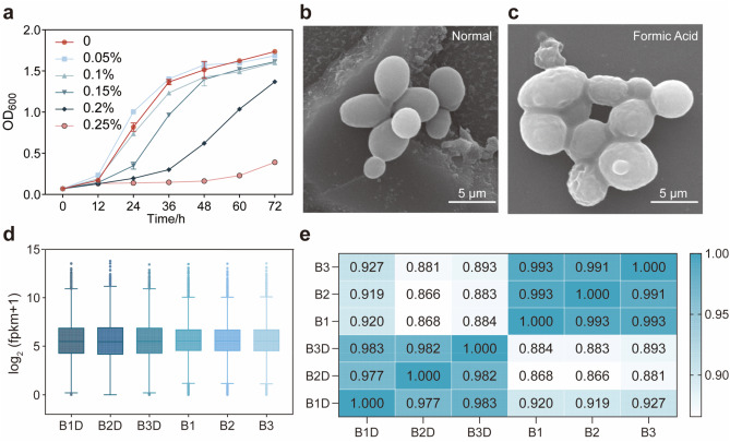 BioDesignR's tweet photo. Adaptive evolution and transcriptomics reveal formic-acid stress responses in Saccharomyces cerevisiae, supporting more robust yeast for microbial-electrocatalytic bioproduction. #BioDesignResearch #YeastEngineering #Biomanufacturing
Details: https://t.co/TpPfmfVgfy https://t.co/PakGVkO1U1