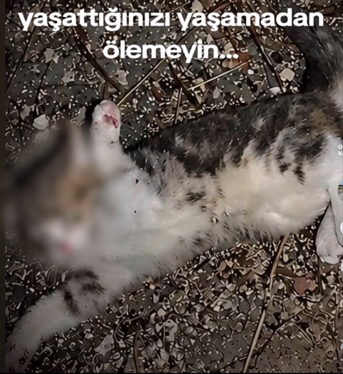 KedisiSoka89497's tweet photo. Unutmadık https://t.co/Q0C324lLBO