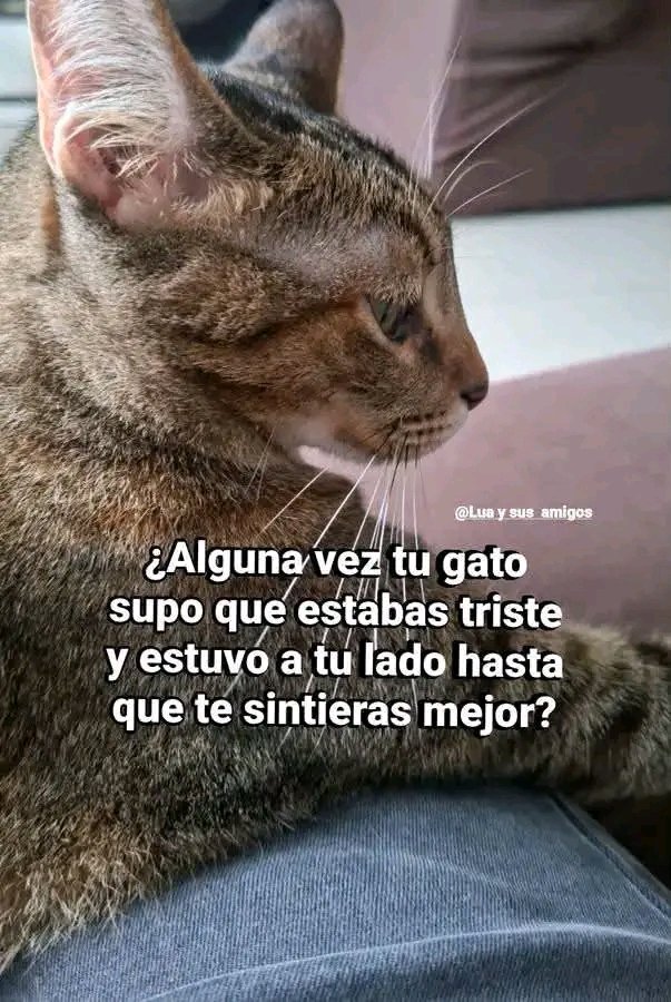 Tiofelino's tweet photo. ¿Te ha pasado? 🐱🐾 https://t.co/9E56jlKyVj