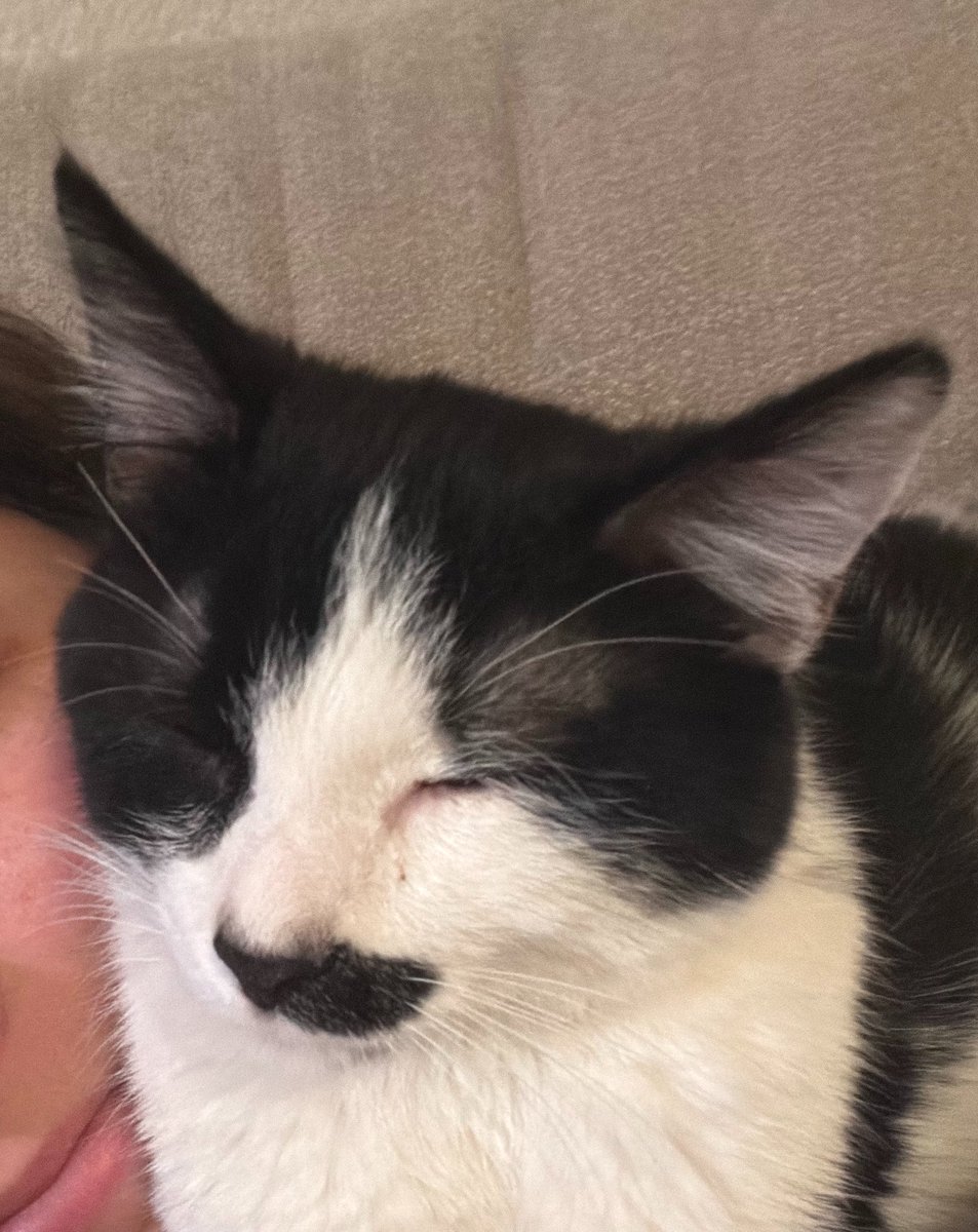 melbelly98's tweet photo. @almaeng_01 Omg the third one is literally my kitty https://t.co/yq2WzGbGro