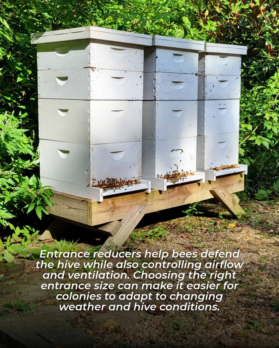 FoxhoundBeeCo's tweet photo. Quick fall prep tip: don't forget your hive entrance!
As conditions change, an entrance reducer can help colonies defend against unwanted visitors, but timing matters. Learn when to add or remove one: https://t.co/SUTlCxaeaW
#FoxhoundBeeCo #Beekeeping #FallPrep https://t.co/yLm7LPP8E2