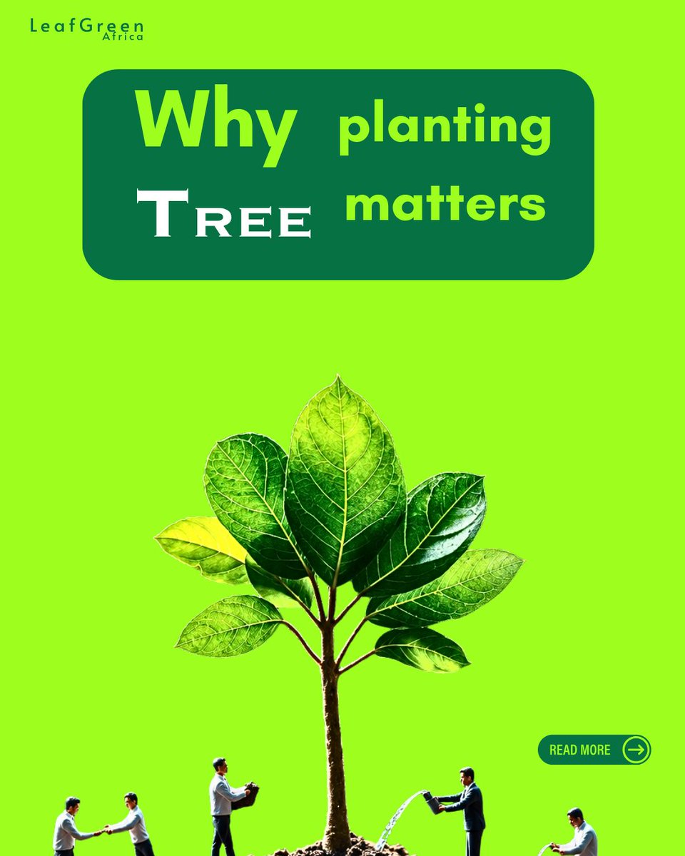 leafgreen__'s tweet photo. Trees do much more than provide shade. They can support biodiversity, protect soil, contribute to healthier communities and play an important role in climate action.  Share this post with someone who loves trees.
#LeafgreenAfrica #TreePlanting #Reforestation #Conservation https://t.co/QSUmsI3zx7