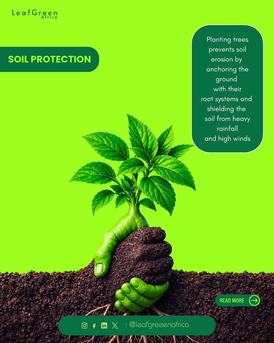leafgreen__'s tweet photo. Trees do much more than provide shade. They can support biodiversity, protect soil, contribute to healthier communities and play an important role in climate action.  Share this post with someone who loves trees.
#LeafgreenAfrica #TreePlanting #Reforestation #Conservation https://t.co/QSUmsI3zx7