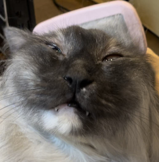 tomoruru's tweet photo. ブラシ中のうちの猫(クー)の変顔撮れたｗ https://t.co/D4jMJwGQCf