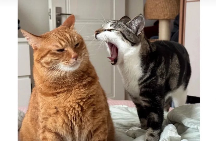 baiiifiayyy's tweet photo. ค่อนข้างที่จะเหมือนมาก5555555555

#GawinCaskey 😼 #besevboom https://t.co/cVqTGm6UBc