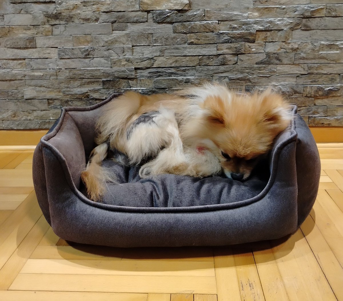 micanapets's tweet photo. Gizmo javlja da mu se krevetić baš sviđa🥰

Hvala na fotkicama i kupovini❤️ Malim koracima idemo ka cilju🏠

Svaka kupovina nas vodi korak bliže našoj kamp prikolici i begu sa ulice🏠🐾

💌 Pišite u DM za poručivanje https://t.co/kZTKRGVlcy