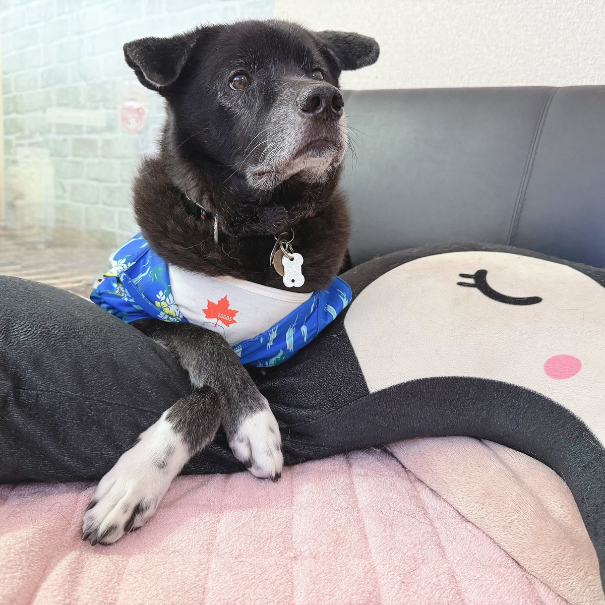 HellKo's tweet photo. 僕ロック　いつもへるこに　べったりさ
寂しがり屋で　臆病なのさ
@lifeboatjapan
#いぬねこライフ 
#みんなイヌみんなネコ 
#sippo 
#短歌フォト 
#エステー保護ネコ応援プロジェクト https://t.co/unoOdZ0gqO