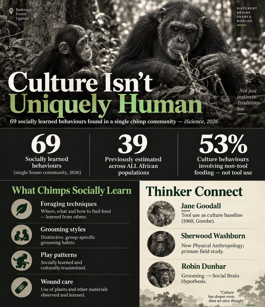 AnthroposUPSC's tweet photo. What separates humans from chimps? Less than you think.
A 2026 study found 69 culturally transmitted behaviours in a single chimp community — grooming, foraging, wound care.
Goodall + Washburn + Dunbar. All in one finding. 📌 P1-Unit 1.5 🧵
#AnthroOptional #UPSCMains #Primatology https://t.co/Z05ZcRqgCw