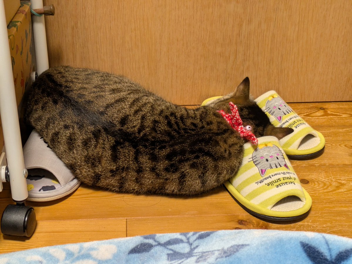KKaharu's tweet photo. 今日はソコで寝るの(´・ω・`)？

#Cat #猫 #ねこ #にゃんこ #ぬこ
#きじとら #雉虎 #橙青(トア) https://t.co/4FVfRrf5FJ