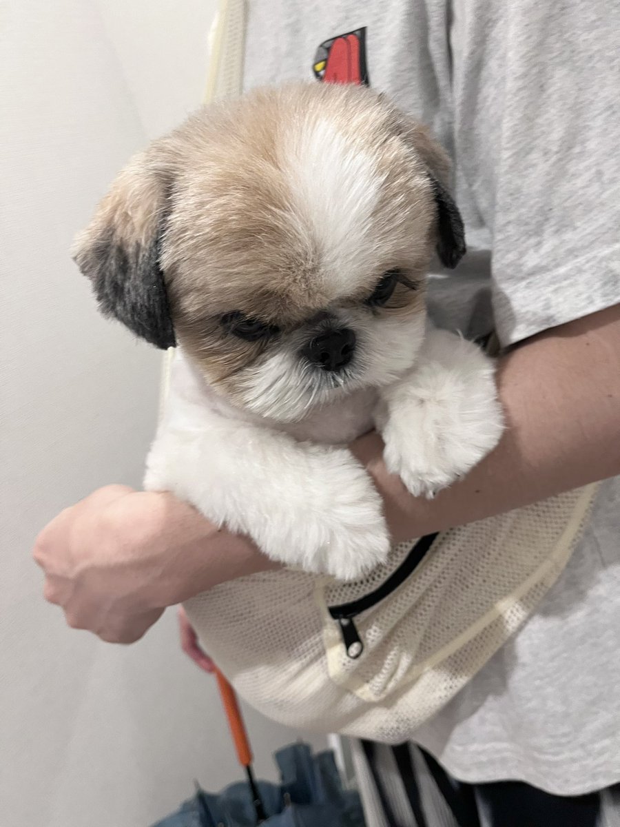 paopapipu's tweet photo. 運ばれるぬいぐるみさん🧸 https://t.co/1I1Vrnyf1s