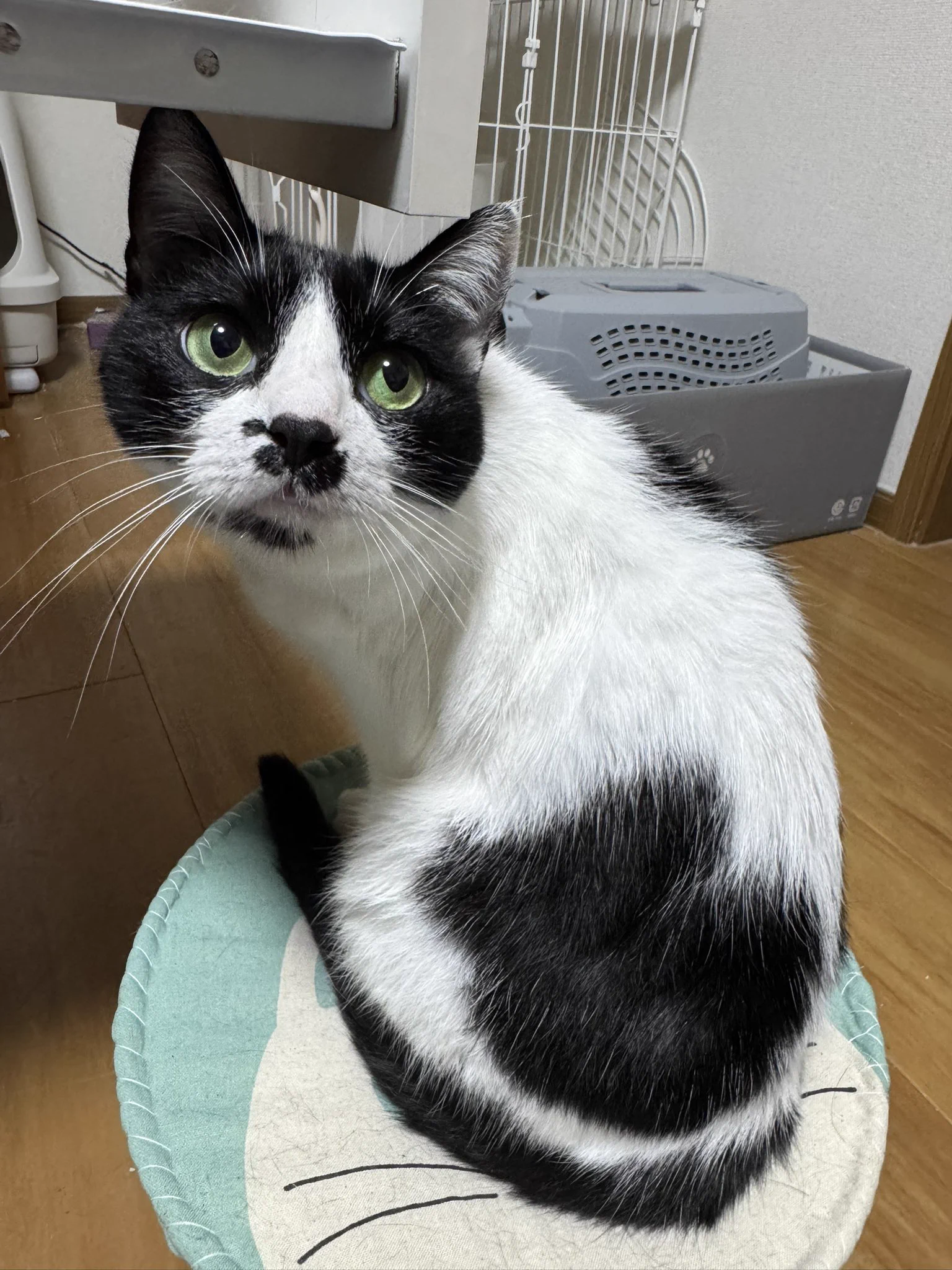 🐾チョビ＆おすし＆おはぎ🐾 on X: 