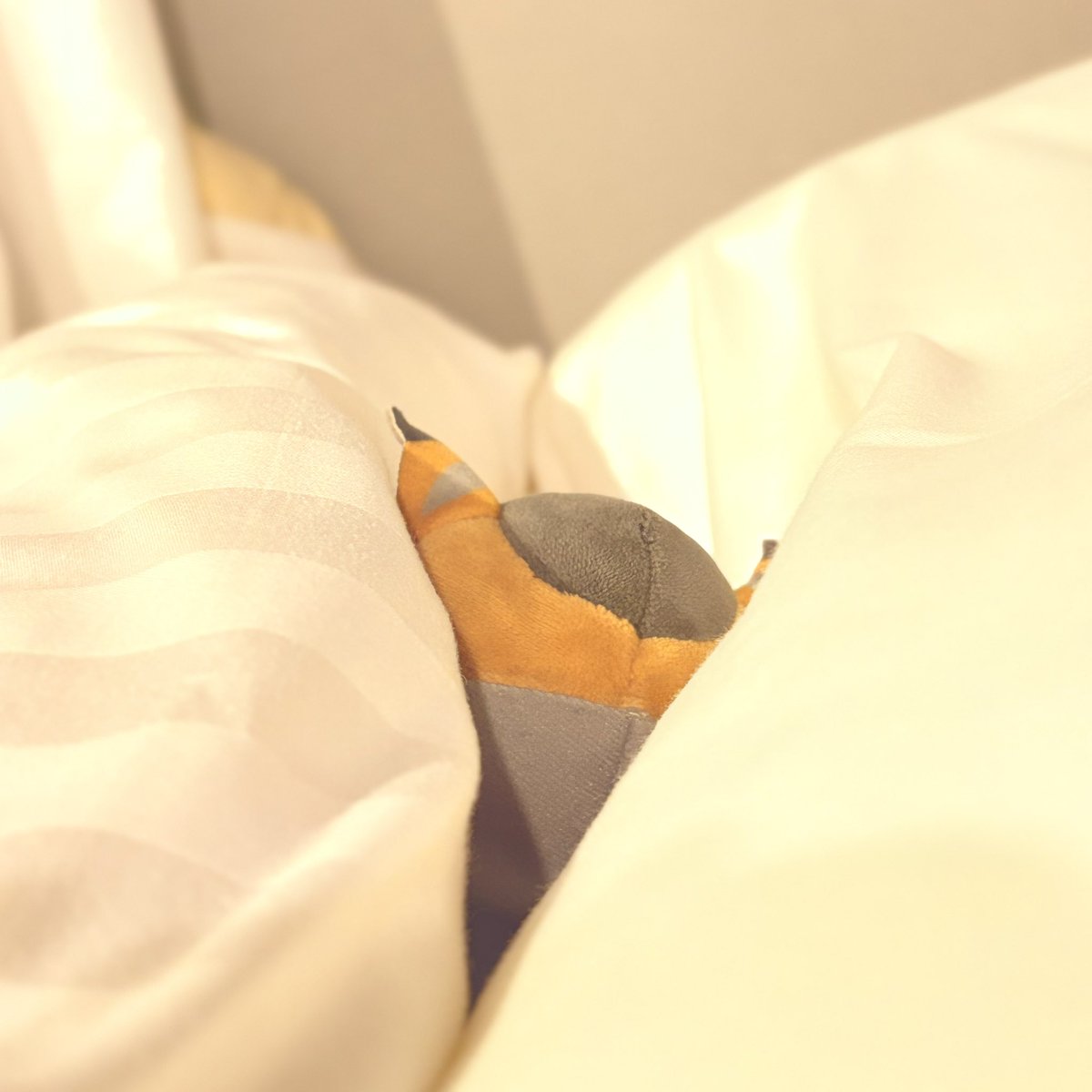 U17_No2's tweet photo. 🐱(……)

💤

#フォゼ尾といっしょ
#金カムぬい撮り部 https://t.co/sOagYgKk8b