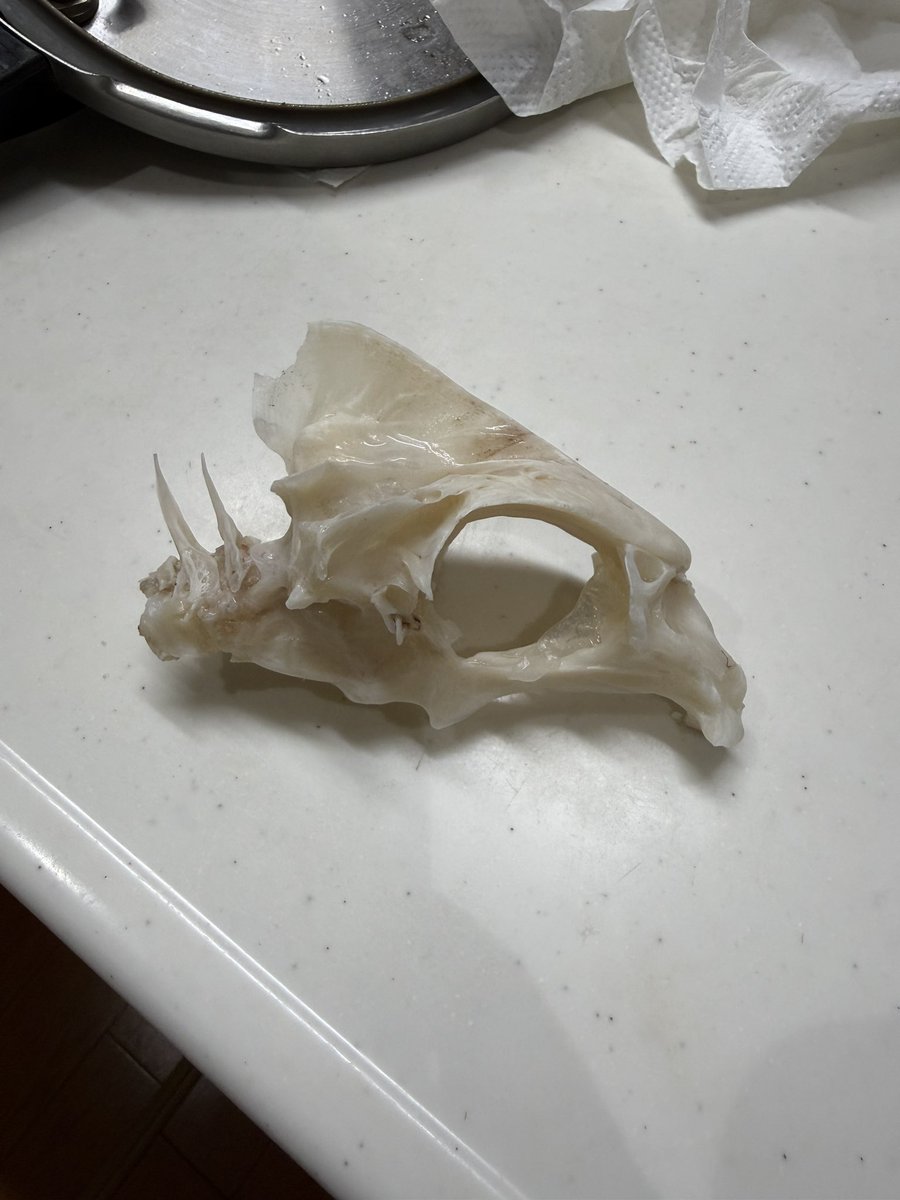 forest_pin96473's tweet photo. 出汁を取るために煮込んでいる食材の頭蓋骨の一部
ごつい！
いい出汁が出るんじゃ... https://t.co/Rp2Fj1fyeL