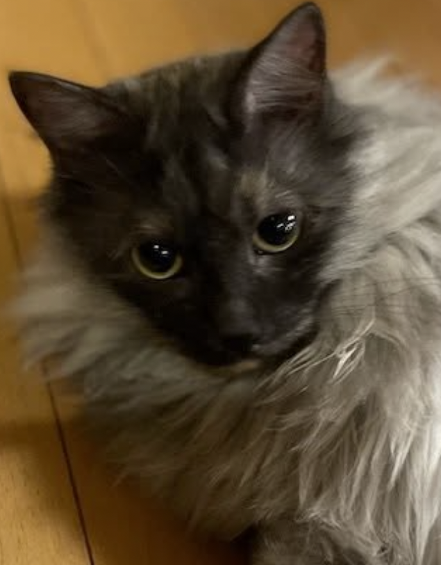 tomoruru's tweet photo. 美人さんの時の顔です。 https://t.co/3NOj8OlSyx