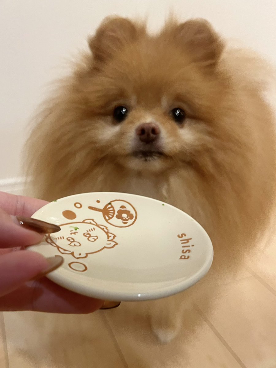 opomenokomugi's tweet photo. 【ご相談】

「ぶろっこりー、たべたら、
なくなっちゃったの」

とのことです。

なお、「たべるまえはあった」と申告を受けております。 https://t.co/GgooWelEDm