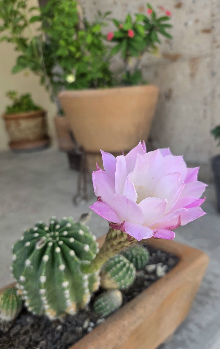ricardoaayala's tweet photo. Después de casi dos años, el cactus erizo de casa así amaneció...🌸
Clara señal de que Hermosillo está #FLOReando https://t.co/HSsk9L9qo3
