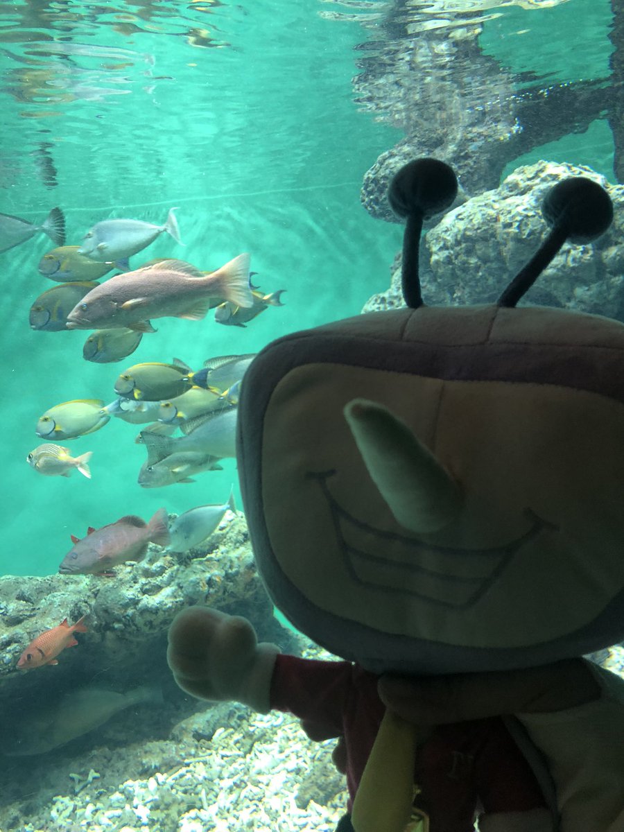 KA19950708's tweet photo. Day 5 水族館&amp; 渋谷Fangamer!!!!
#Tenna https://t.co/19lSbEYWdU