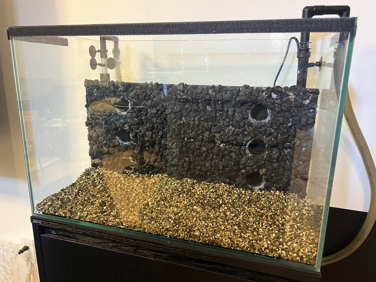 sunrise0285's tweet photo. タマスケ飼育　51日目
ツルスケ飼育　9日目

昨日から作り始めたウナズの水槽レイアウト。
かなり時間かかったけど昼頃には2匹とも入れて思惑通りすんなり仲良くパイプの中に入ってくれました。 https://t.co/613PbFCUFO