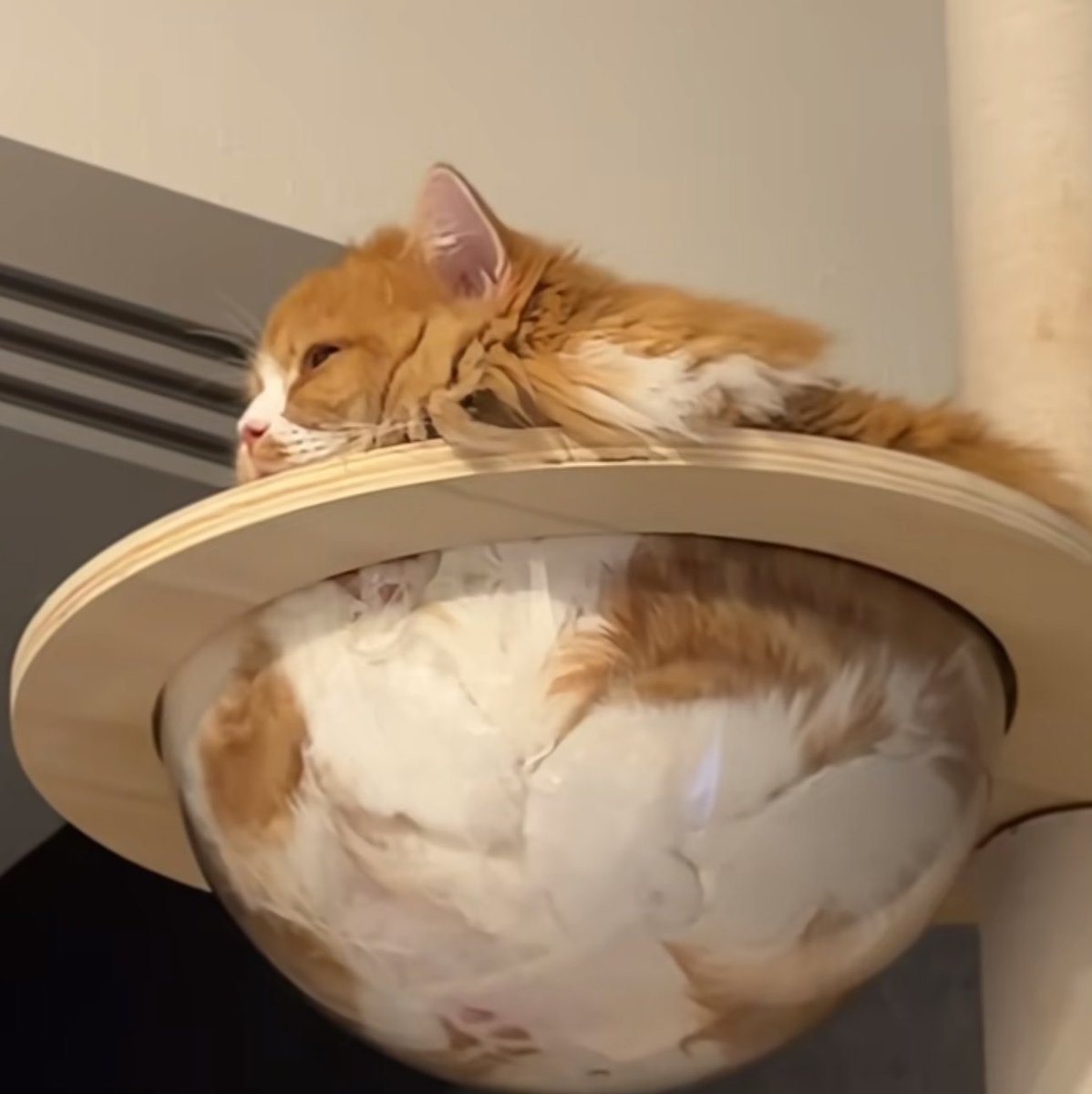 fairiehaze's tweet photo. little fluff ball having the best time of his life https://t.co/GwUrGDrieG